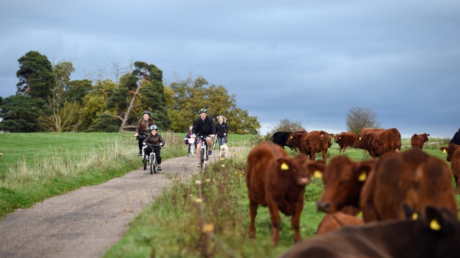 Cycling with cattle on a field at Calke Abbey, Derbyshire